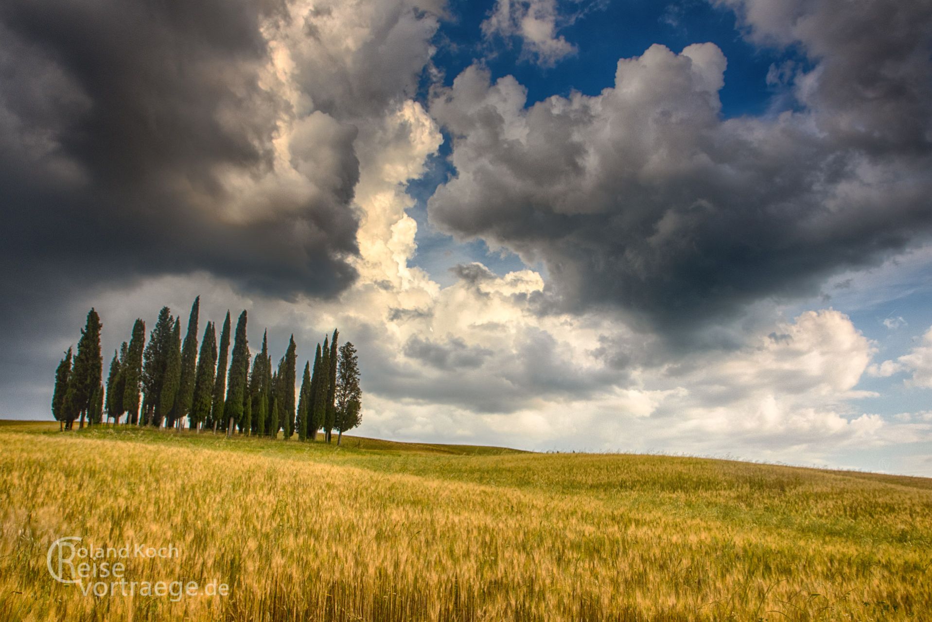 Zypressenhain im Val d´Orcia, Toskana